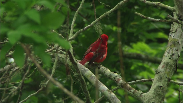 Piranga Roja - ML466260