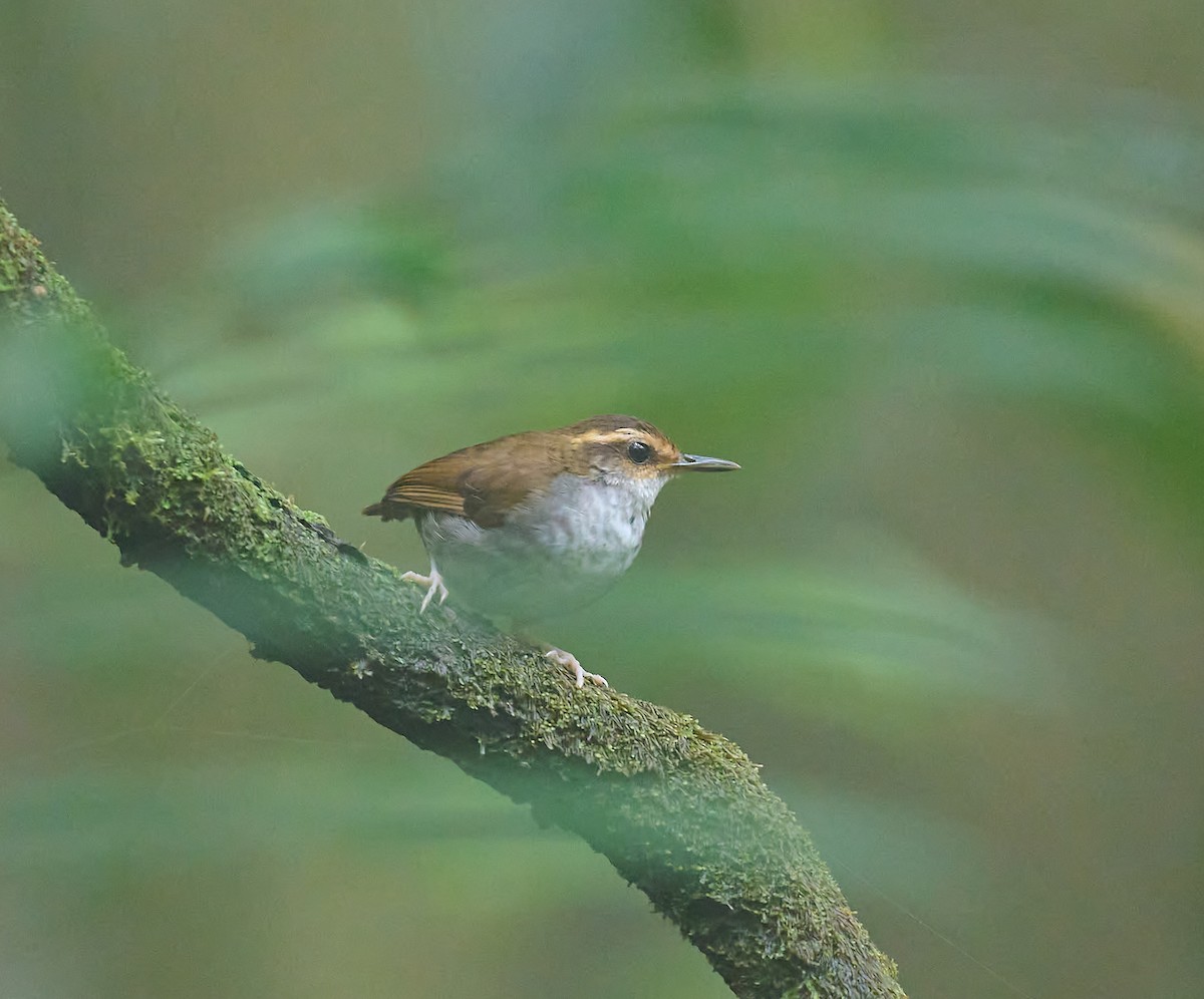 Bornean Stubtail - ML466260171