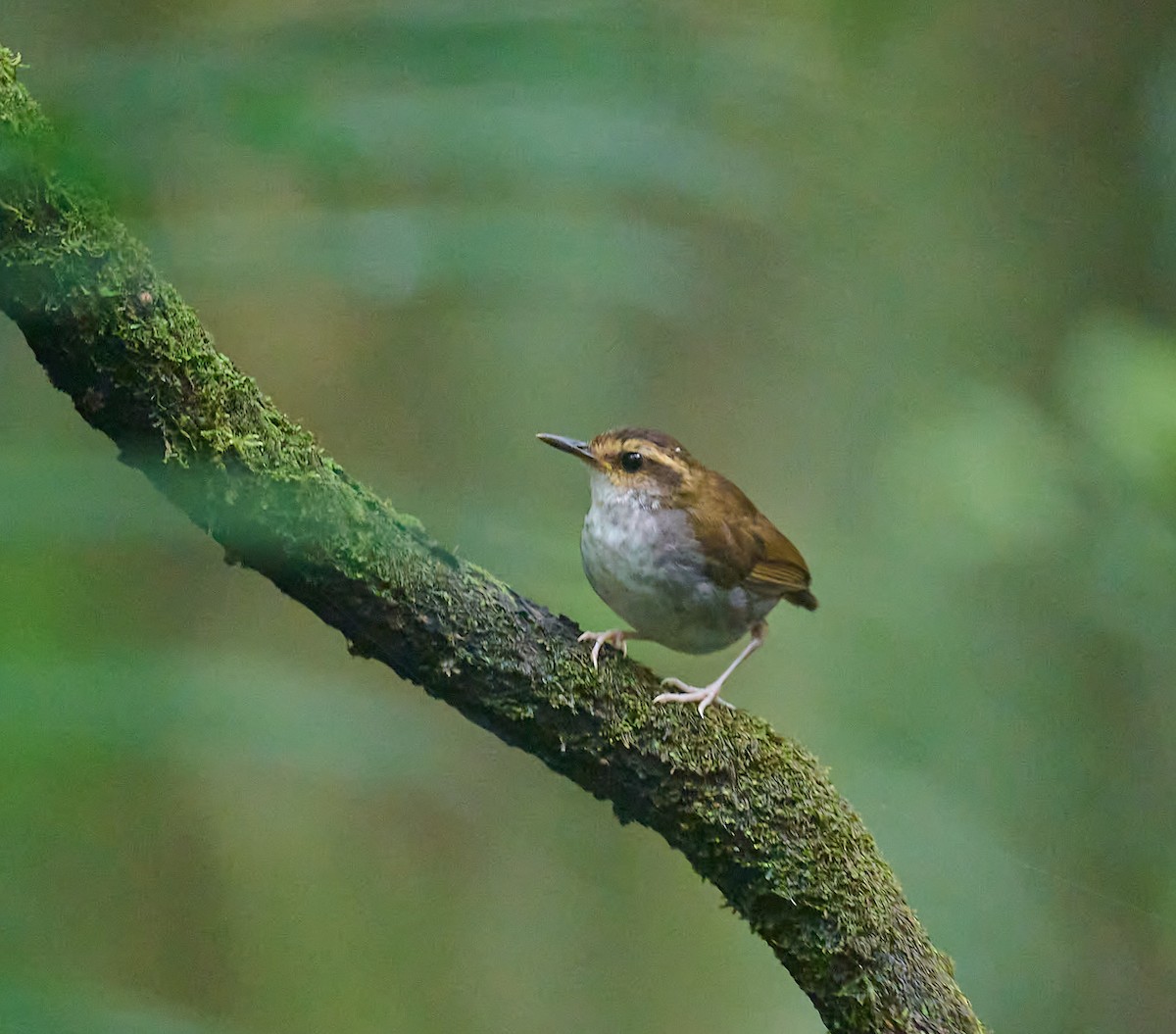 Bornean Stubtail - ML466260211