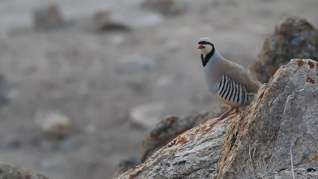 Chukar - ML466260571