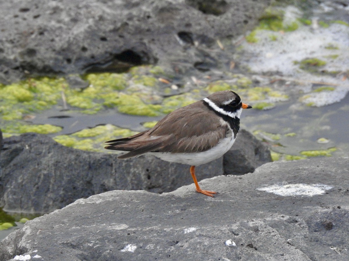 Common Ringed Plover - ML466260721