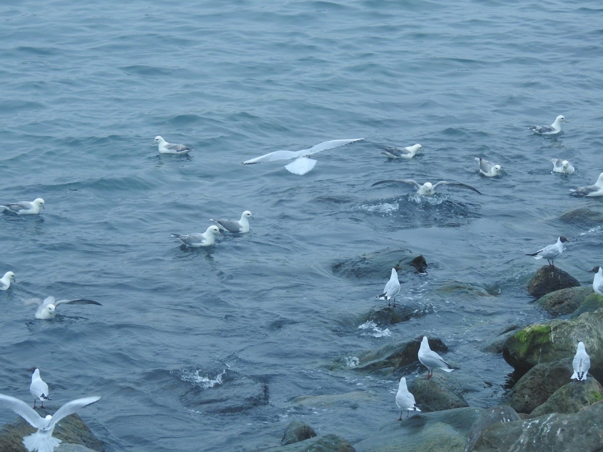 Northern Fulmar - ML466260771