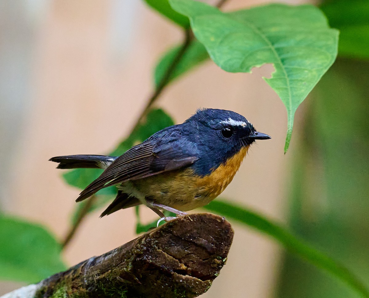 Snowy-browed Flycatcher - Simon van der Meulen