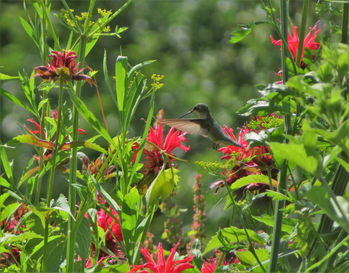 Colibrí Gorjirrubí - ML466262211