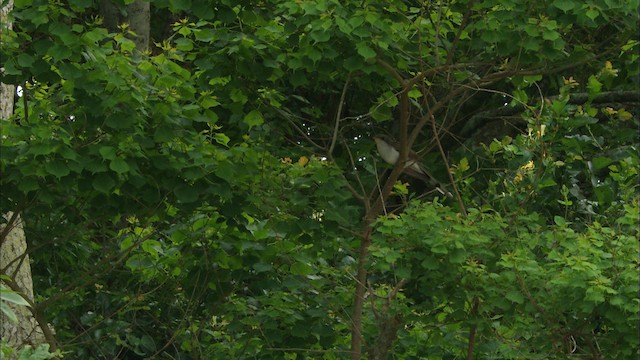 Gelbschnabelkuckuck - ML466263