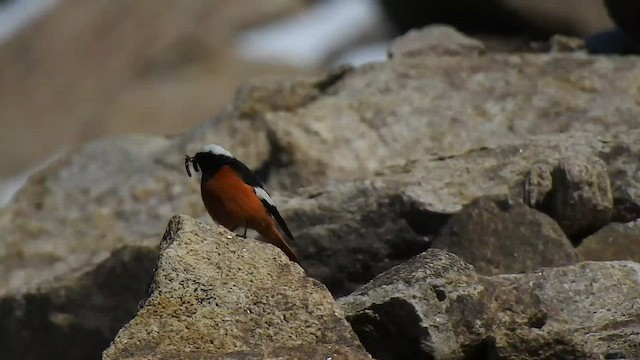 White-winged Redstart - ML466263021