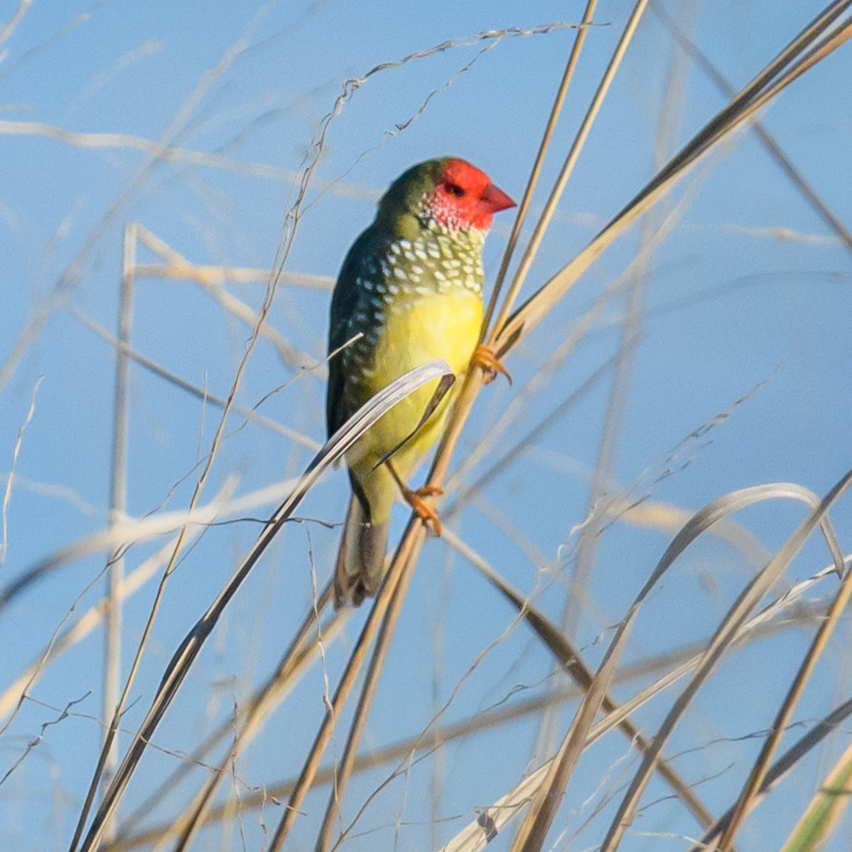 Star Finch - Mark Lethlean