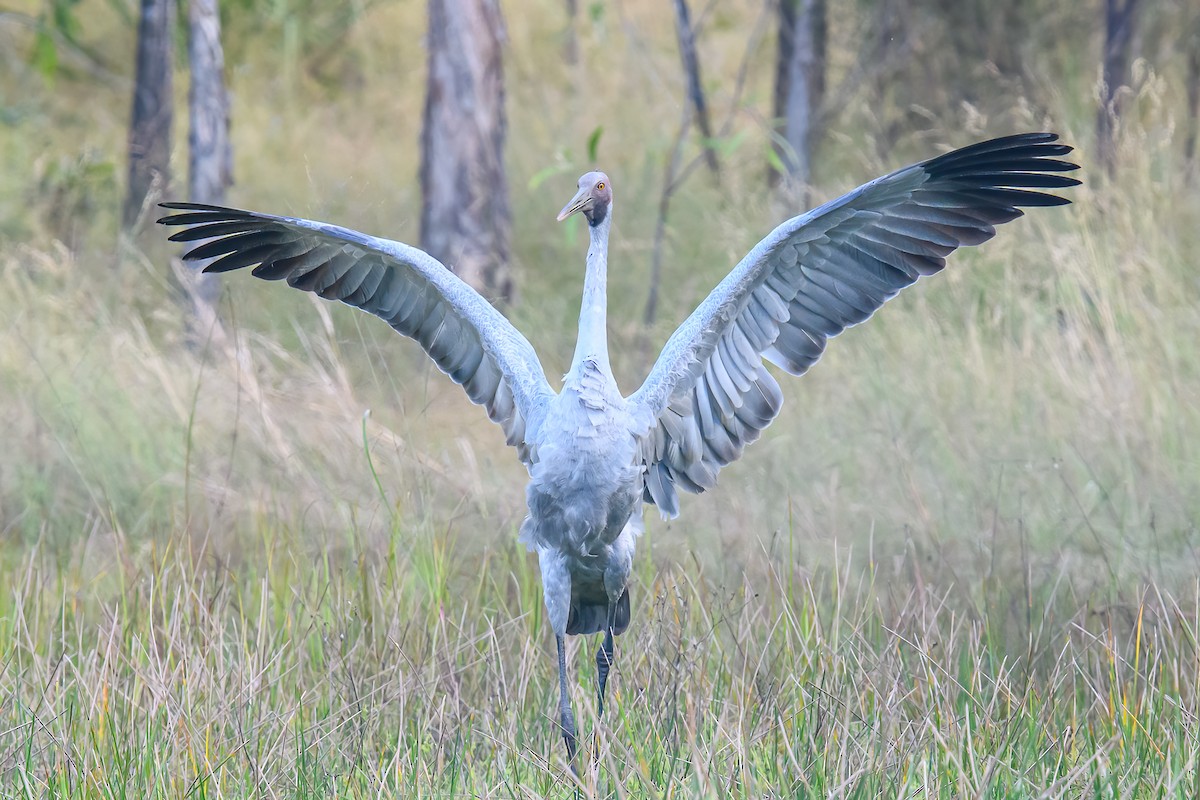 Grulla Brolga - ML466264331