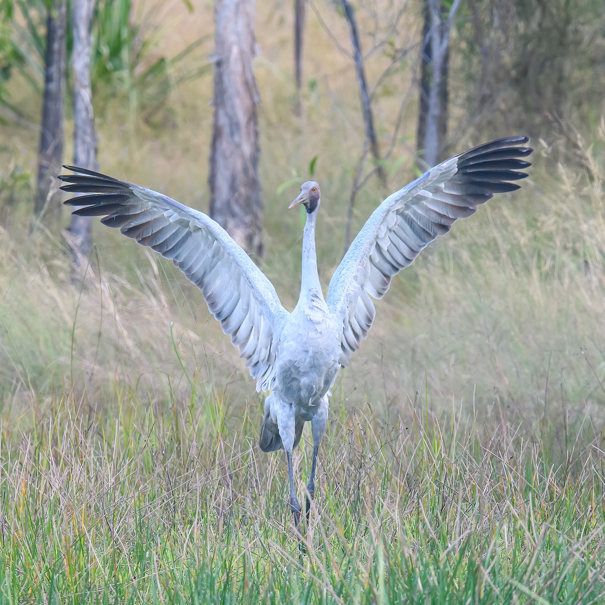 Grulla Brolga - ML466264341