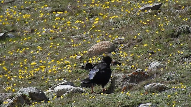 Yellow-billed Chough - ML466264671