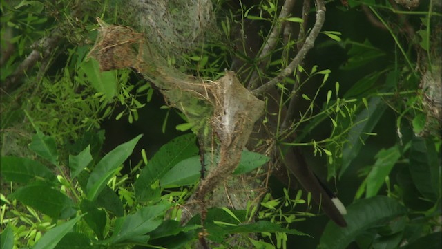 Gelbschnabelkuckuck - ML466265