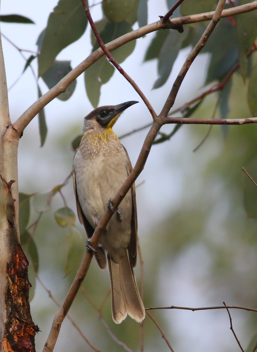 Little Friarbird - ML466265261