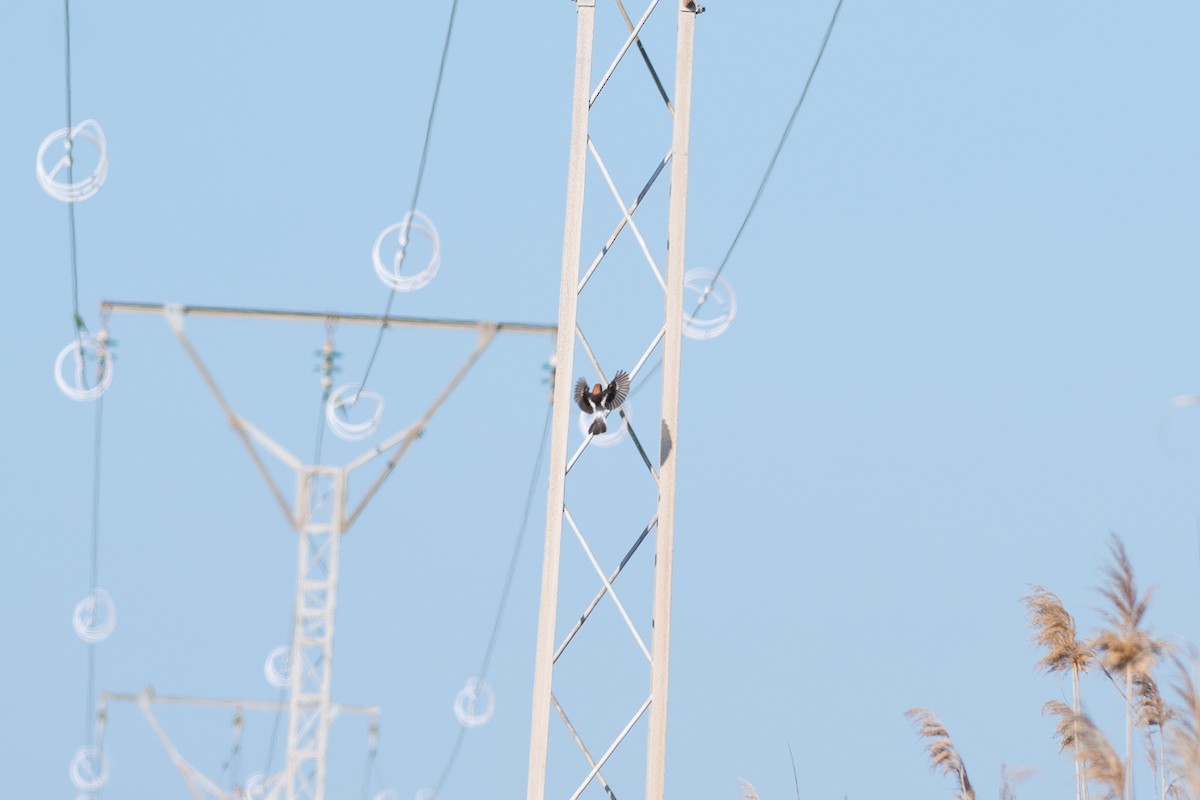 Woodchat Shrike (Balearic) - Morten Christensen