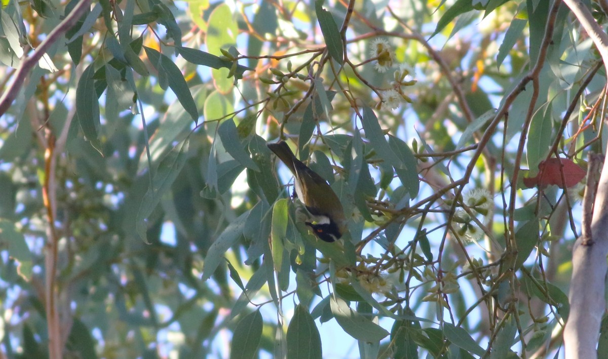 White-naped Honeyeater - ML466265781