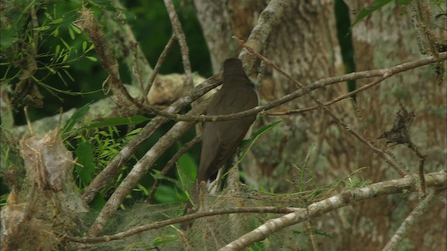 Gelbschnabelkuckuck - ML466266