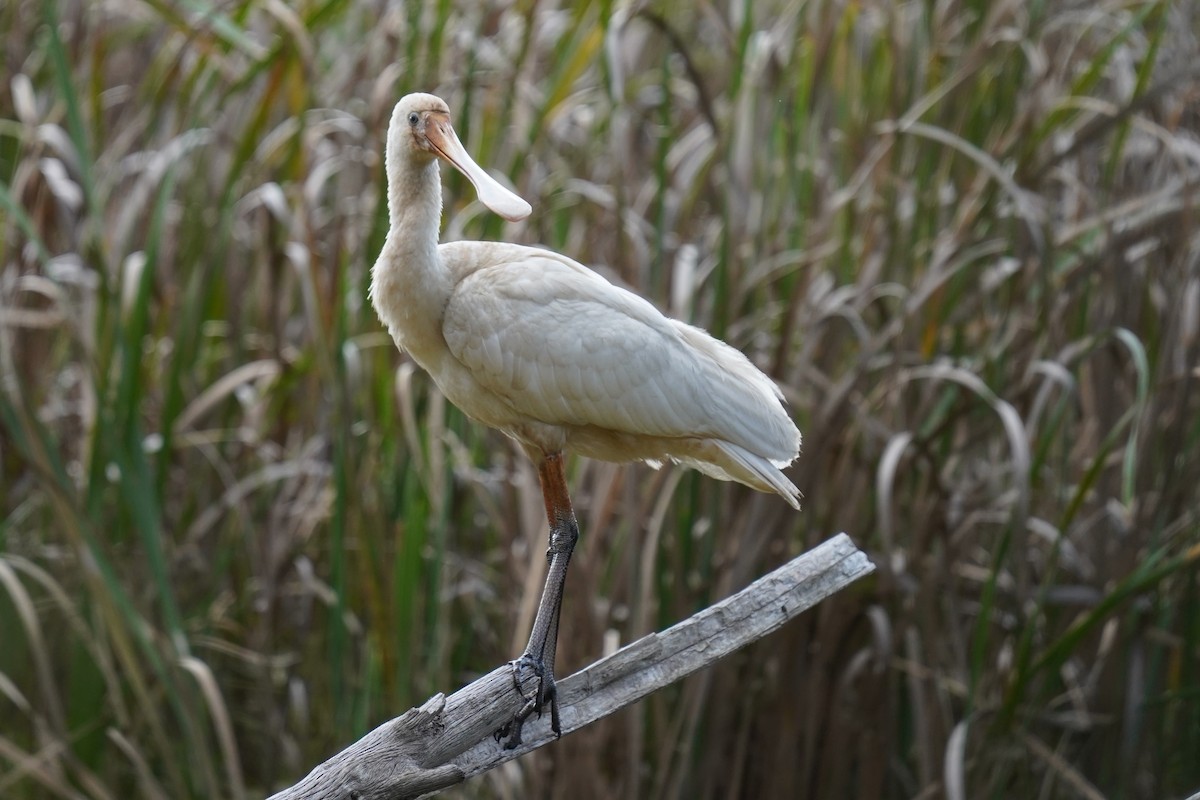 Yellow-billed Spoonbill - Guy Pardey