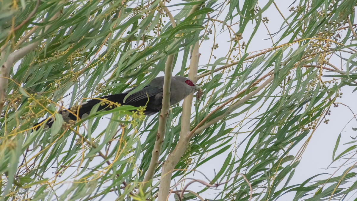 Green-billed Malkoha - ML466266191