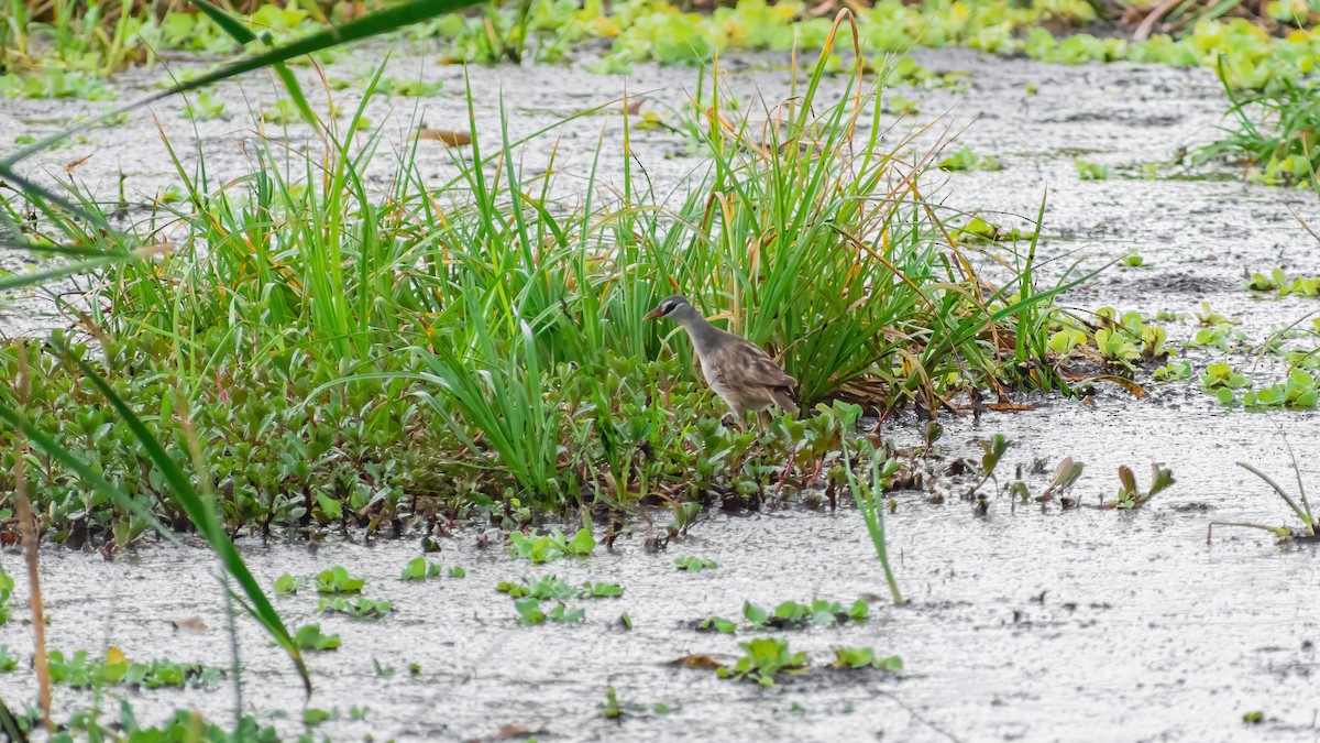 White-browed Crake - ML466266201