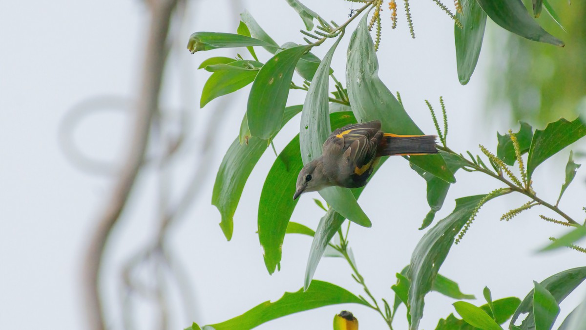 Small Minivet - ML466266211