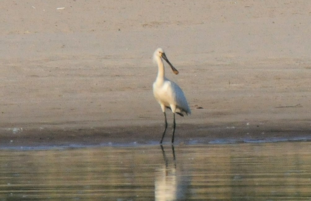 Eurasian Spoonbill - ML466266721