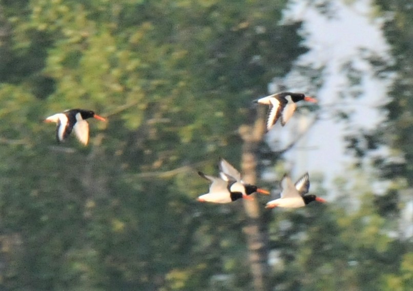 Eurasian Oystercatcher - ML466266771