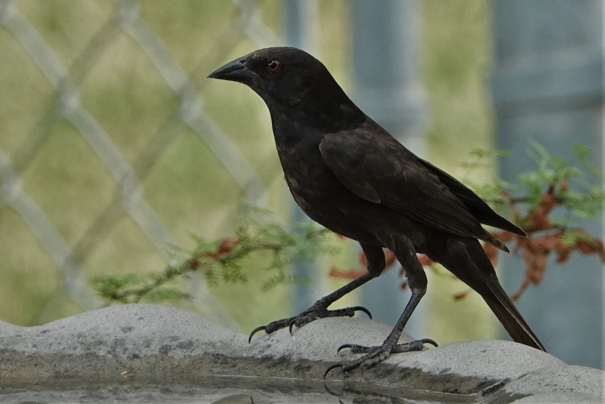 Bronzed Cowbird - ML466267651