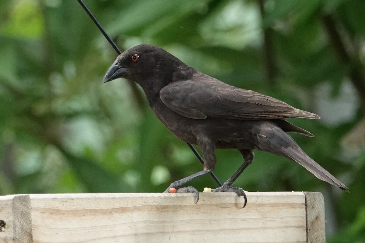 Bronzed Cowbird - ML466267661
