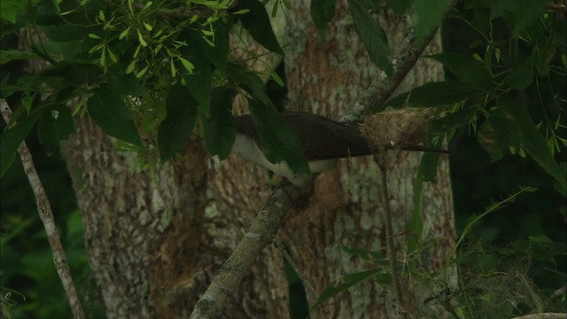 Yellow-billed Cuckoo - ML466268