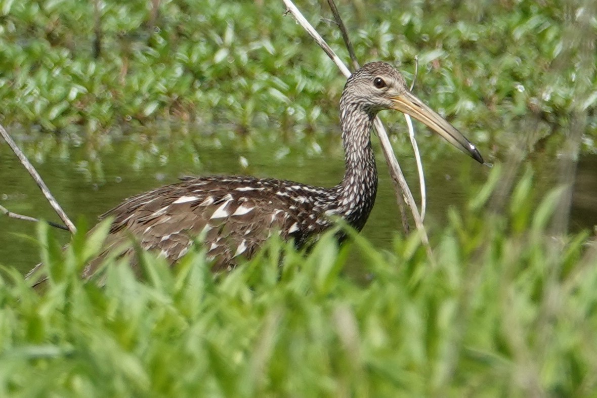 Limpkin - ML466268071