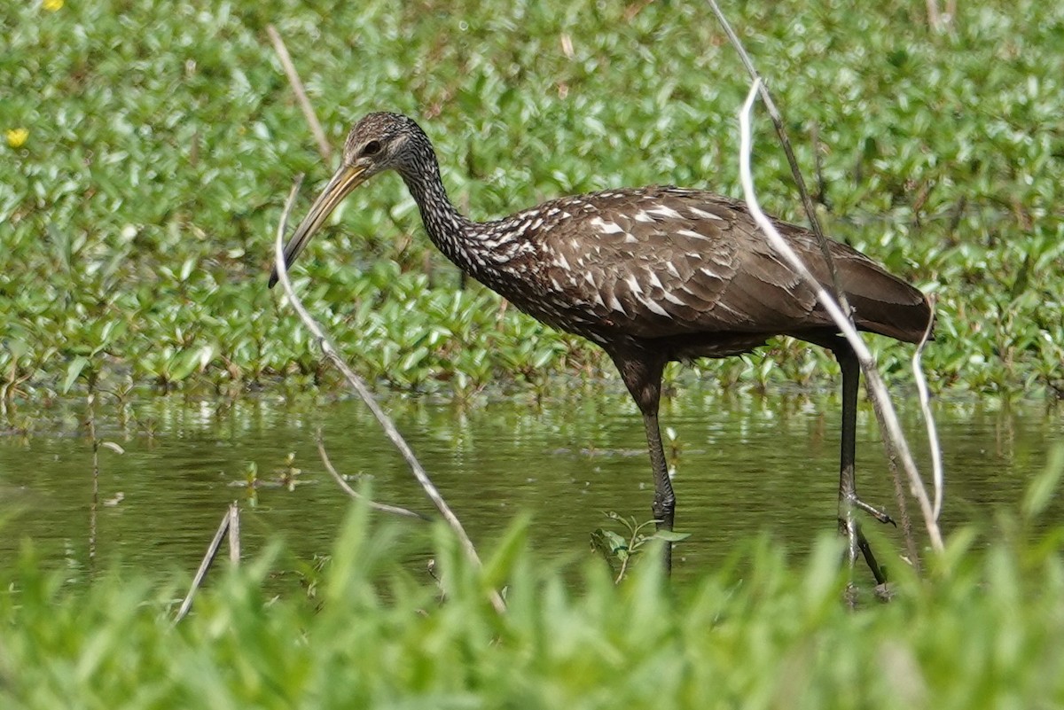 Limpkin - ML466268081