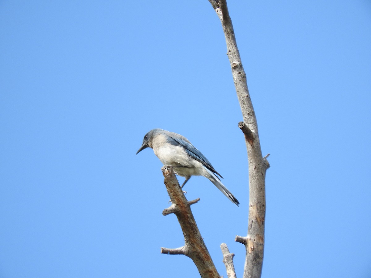 Mexican Jay - ML466268151
