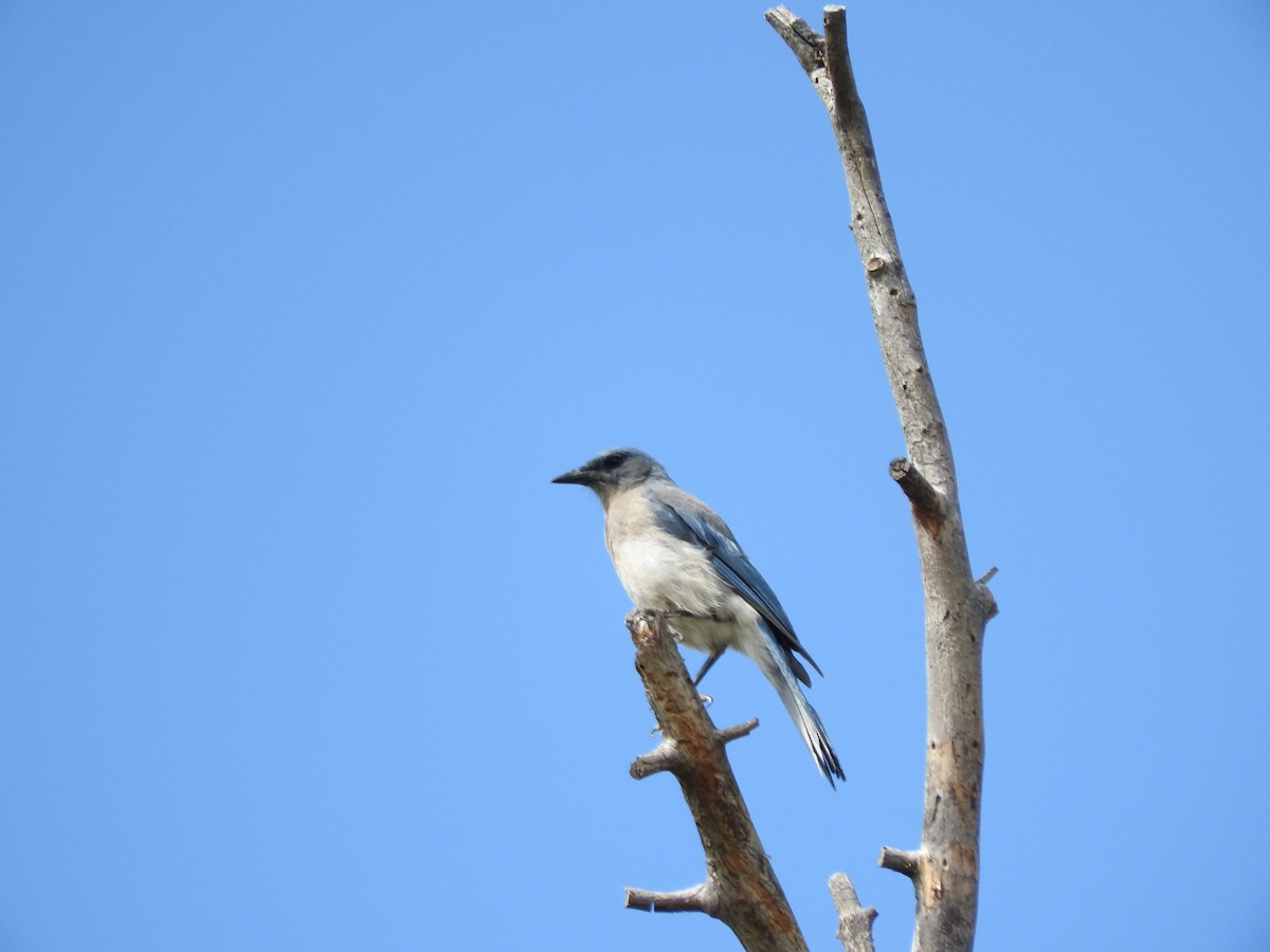 Mexican Jay - ML466268161
