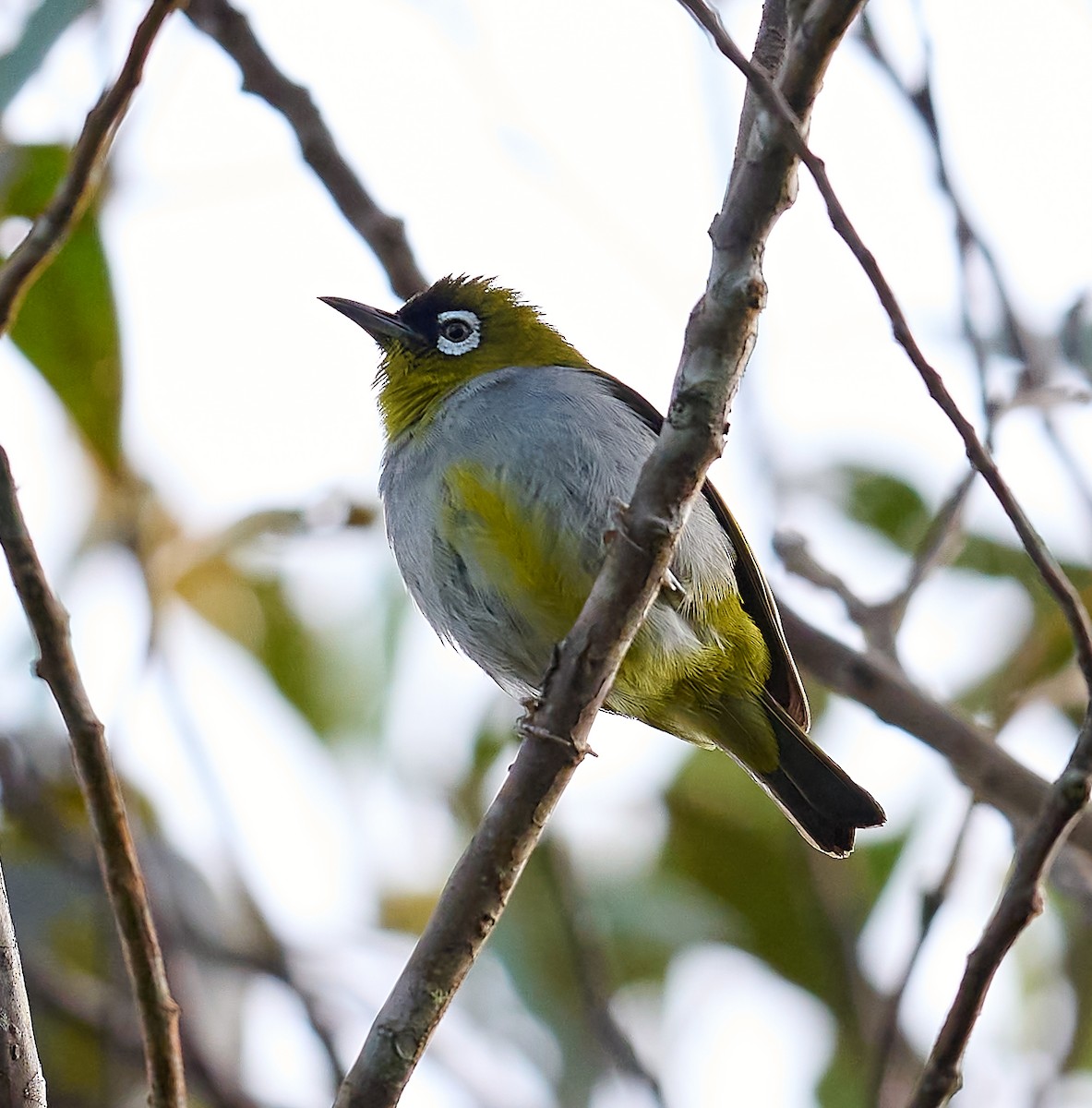 Black-capped White-eye - ML466268251