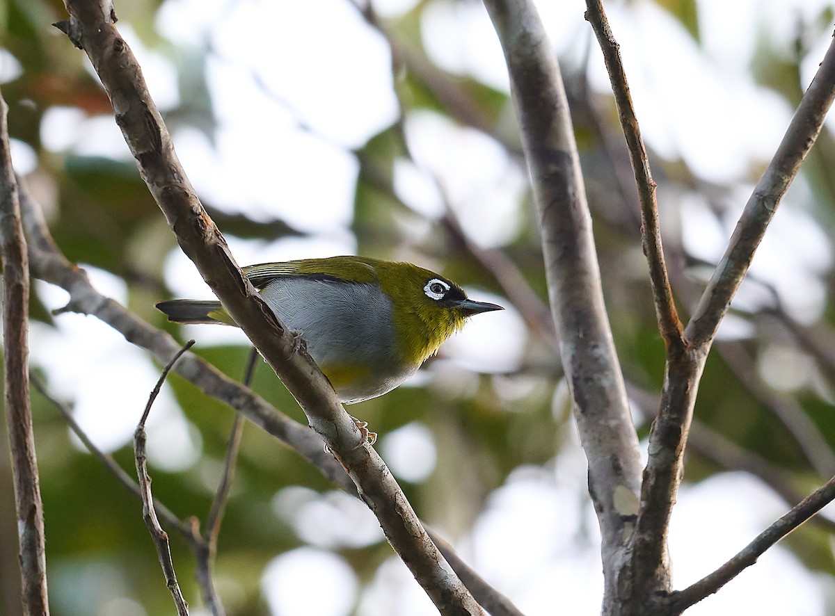 Black-capped White-eye - ML466268261