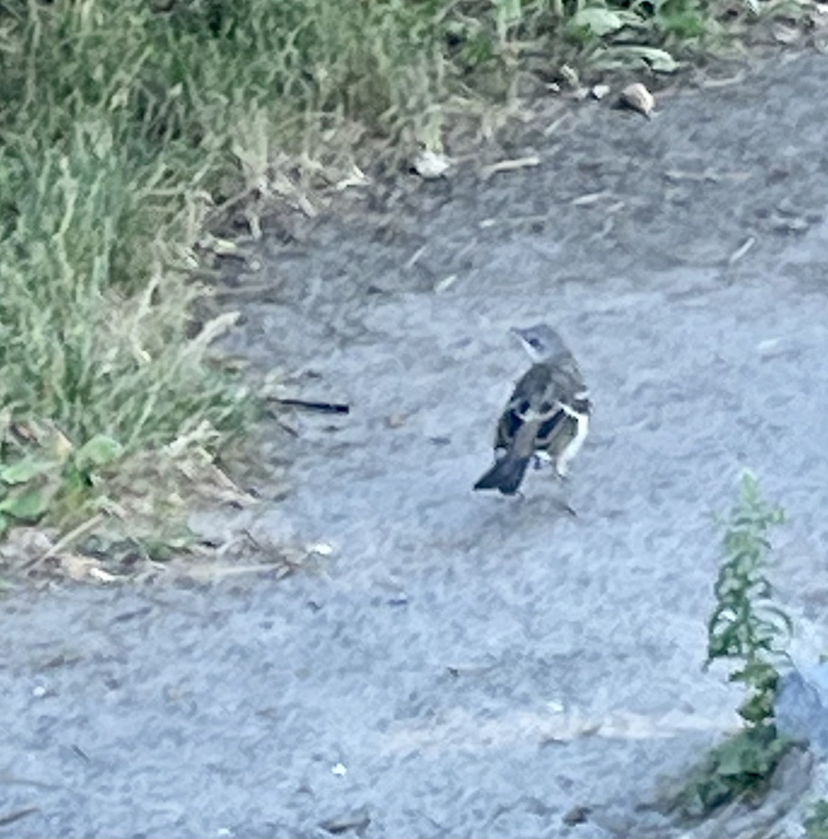 Northern Mockingbird - ML466268871