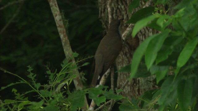 Gelbschnabelkuckuck - ML466269