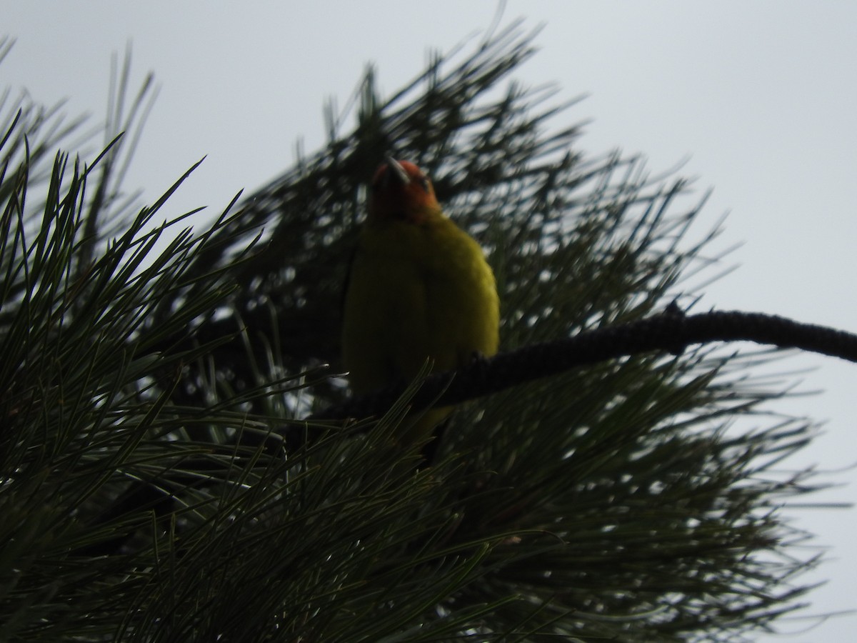 Western Tanager - ML466269071