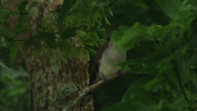 Yellow-billed Cuckoo - ML466270