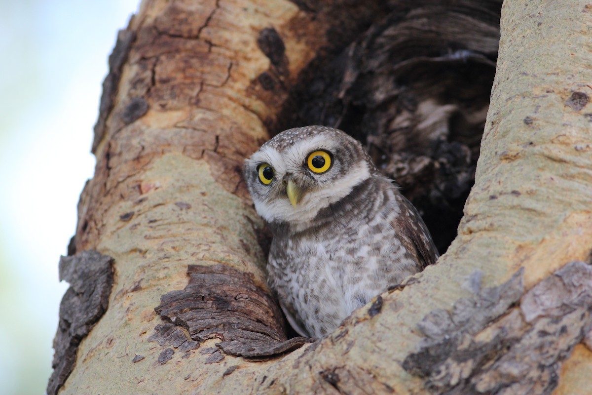 Spotted Owlet - ML466270561