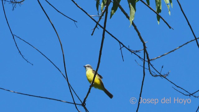 Gray-capped Flycatcher - ML466272601