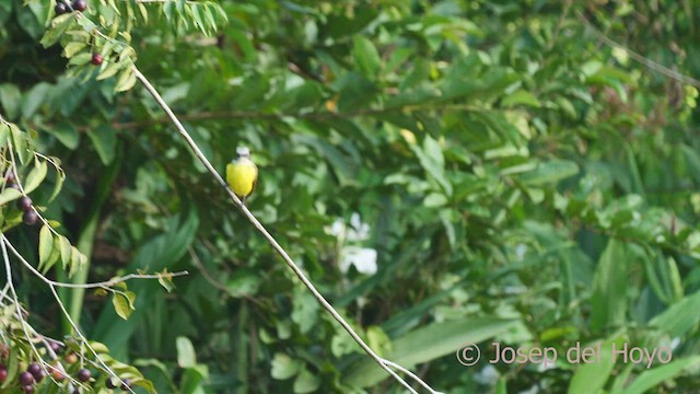 Gray-capped Flycatcher - ML466273931