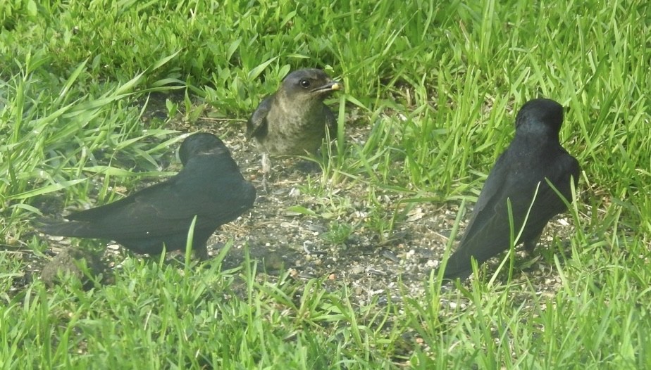 Purple Martin - ML466274251