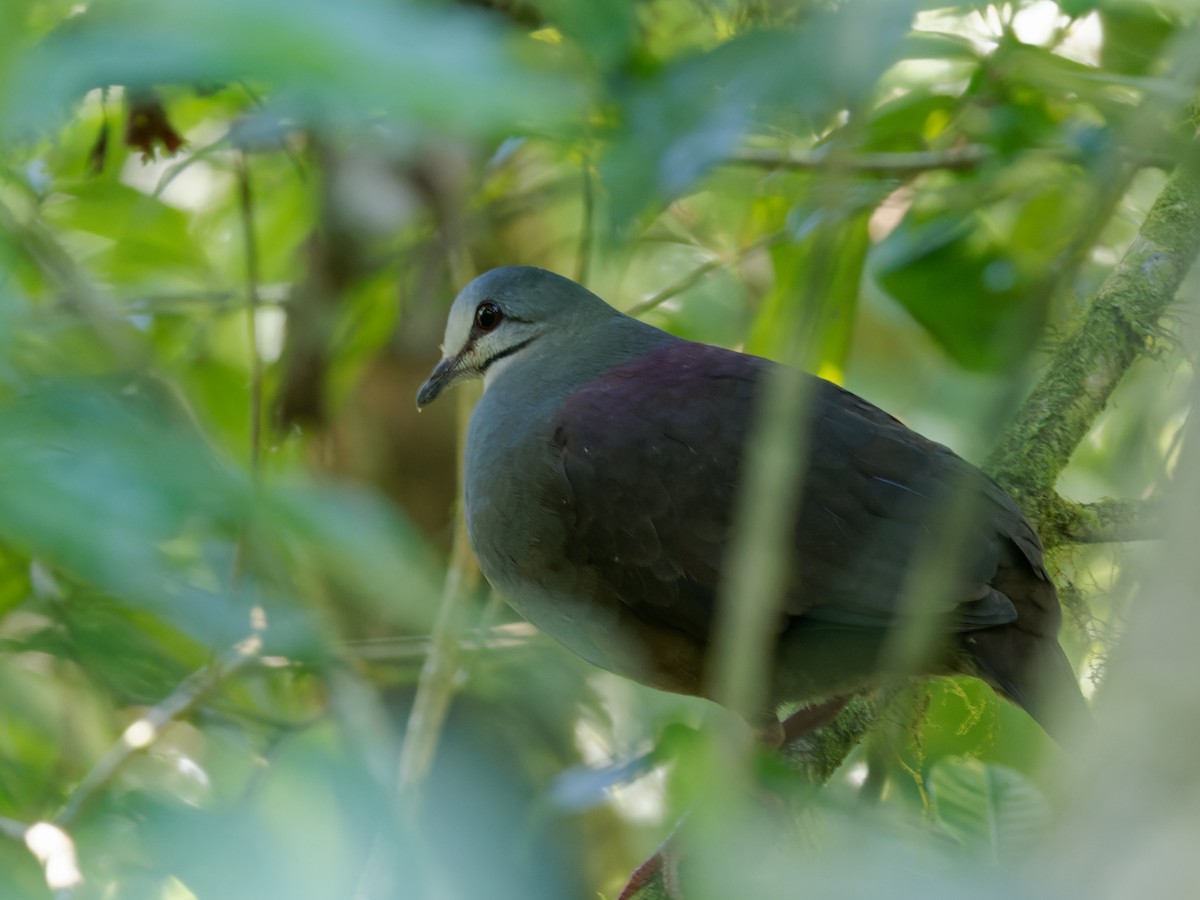 Purplish-backed Quail-Dove - ML466274751