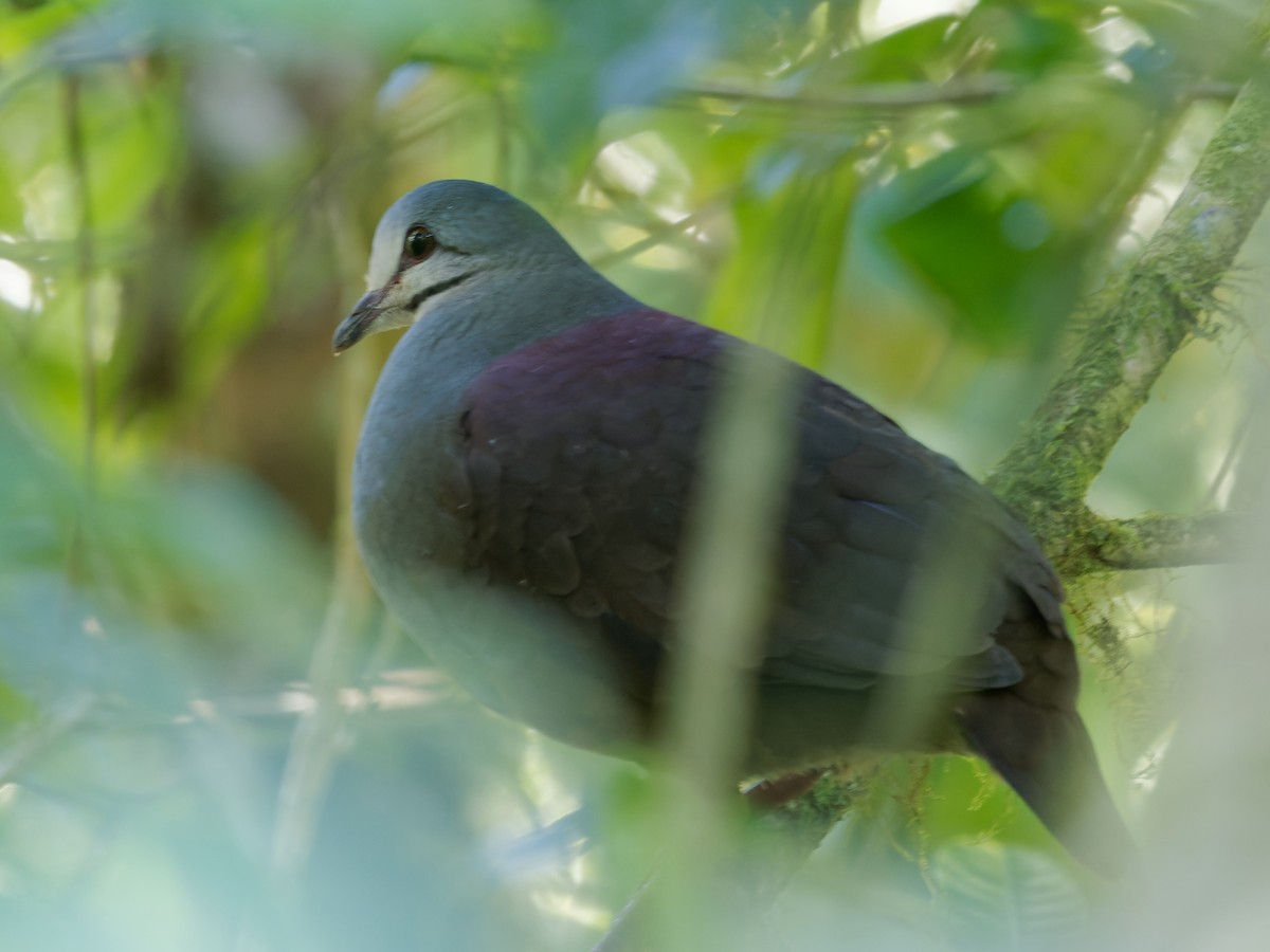 Purplish-backed Quail-Dove - ML466274781