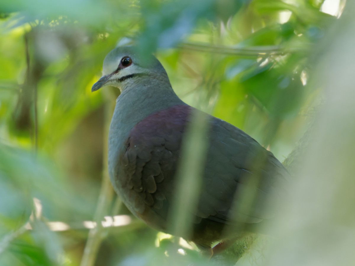 Purplish-backed Quail-Dove - ML466274791