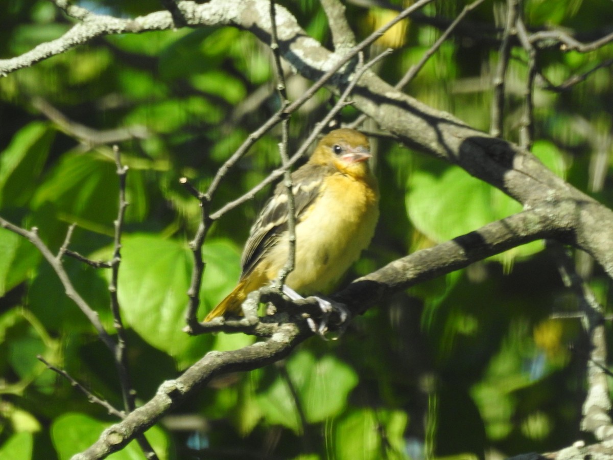 Baltimore Oriole - ML466275671