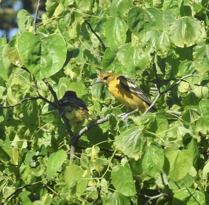 Baltimore Oriole - ML466275681