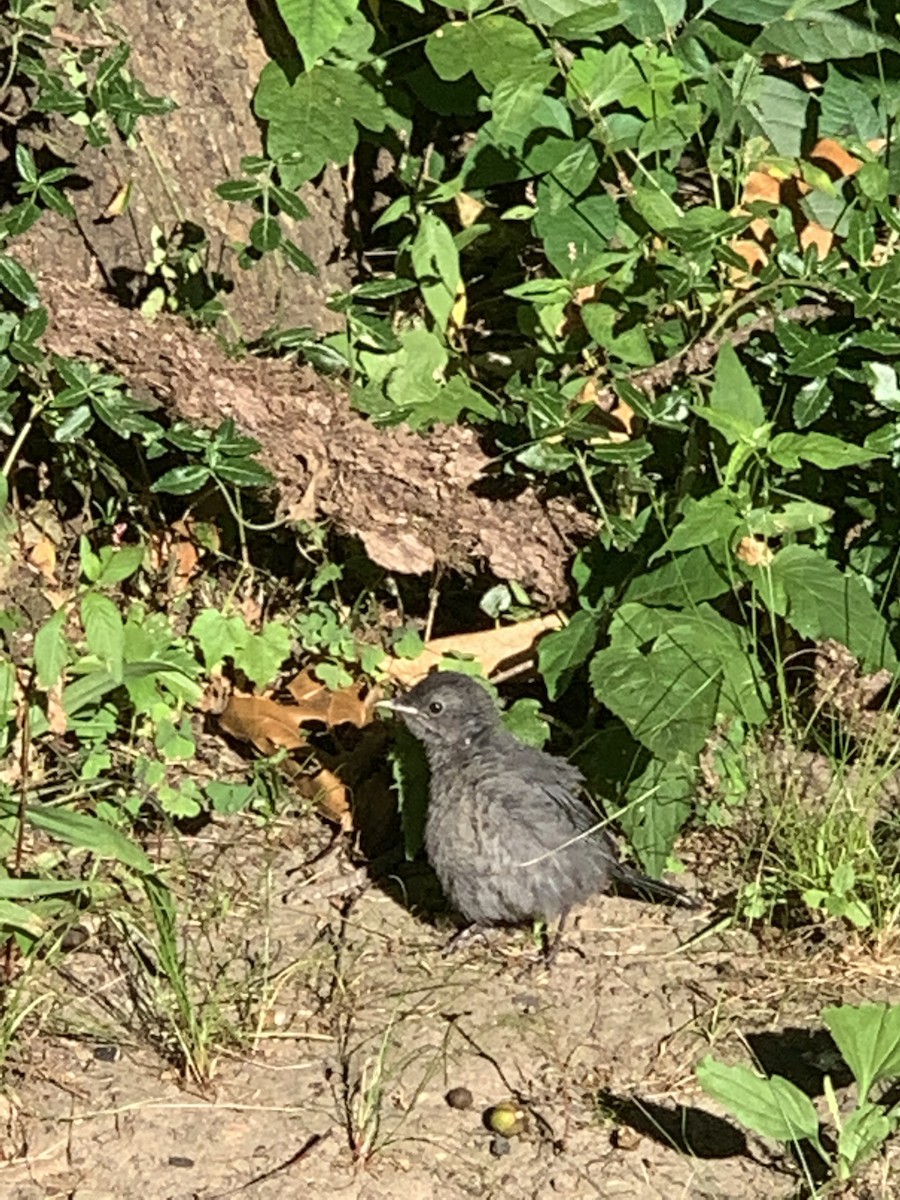 Gray Catbird - ML466276221