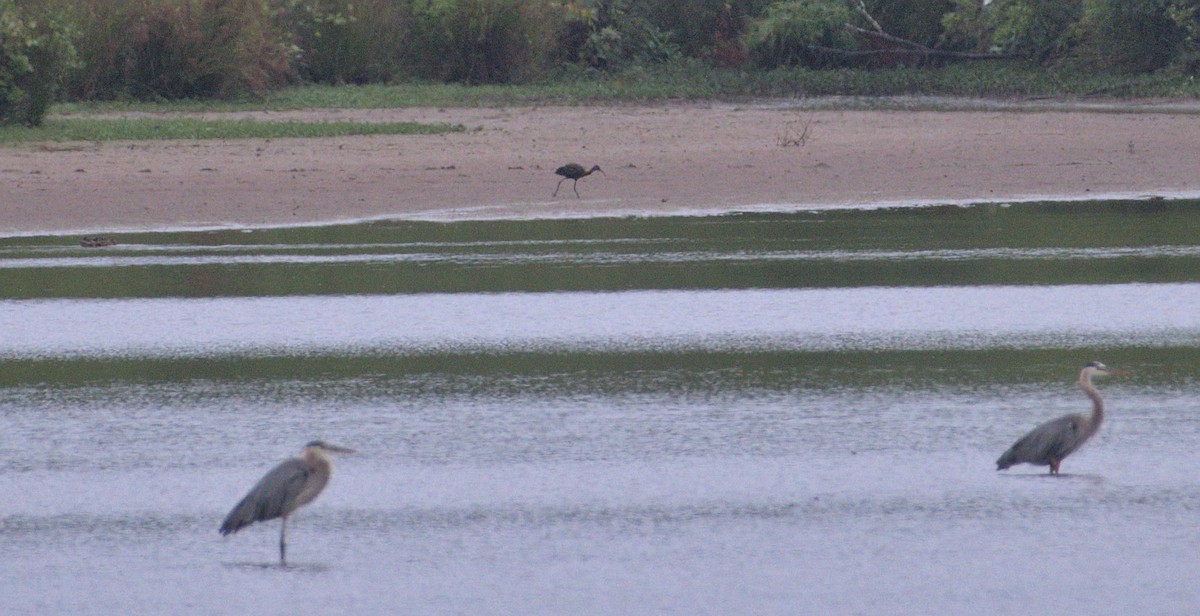 Glossy Ibis - ML466276681