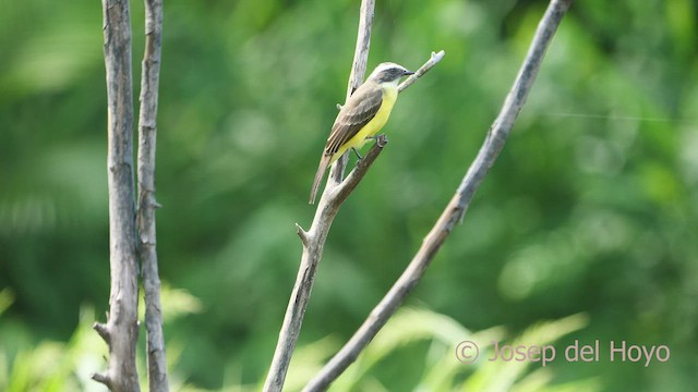 Красношапочный бентеви [группа similis] - ML466279231